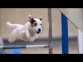 Sir Pepper an der Agility EO Quali 2016 の動画、YouTube動画。