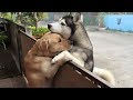 【感動】犬同士の絆！孤独に耐えた犬がフェンス越しに育んだ友情…初めての歓喜の抱擁に胸が熱くなる【世界が感動！涙と感動エピソード】