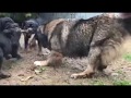 caucasian ovcharka and  3 rottweilers play tug of war