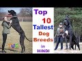 Top 10 Tallest Dog breed In HINDI : Tallest Dogs : TUC : The Ultimate Channel