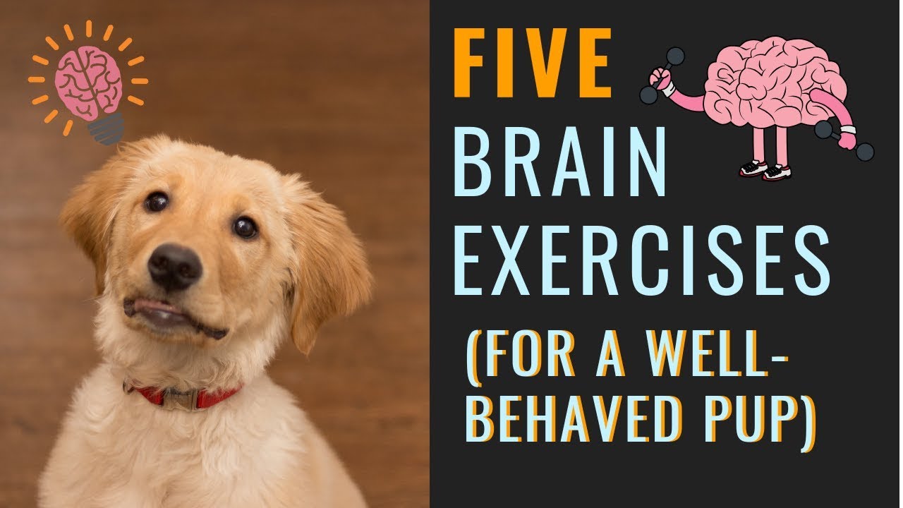 21 (Super Easy) Ways To Mentally Stimulate Your Dog - Dog Sense