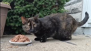Feral Cat Eating Chicken & Liver