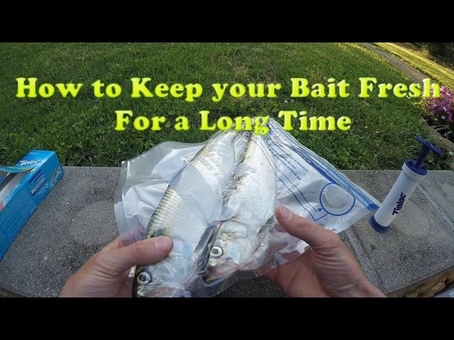 How to Keep Bait Fresh for a LONG TIME 