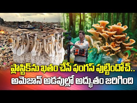 Fungus That Eats Plastic Found in Amazon! A Hopeful Twist in Pollution Fight | True Story