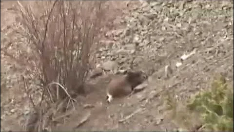 Mule deer buck hunt British Columbia Canada