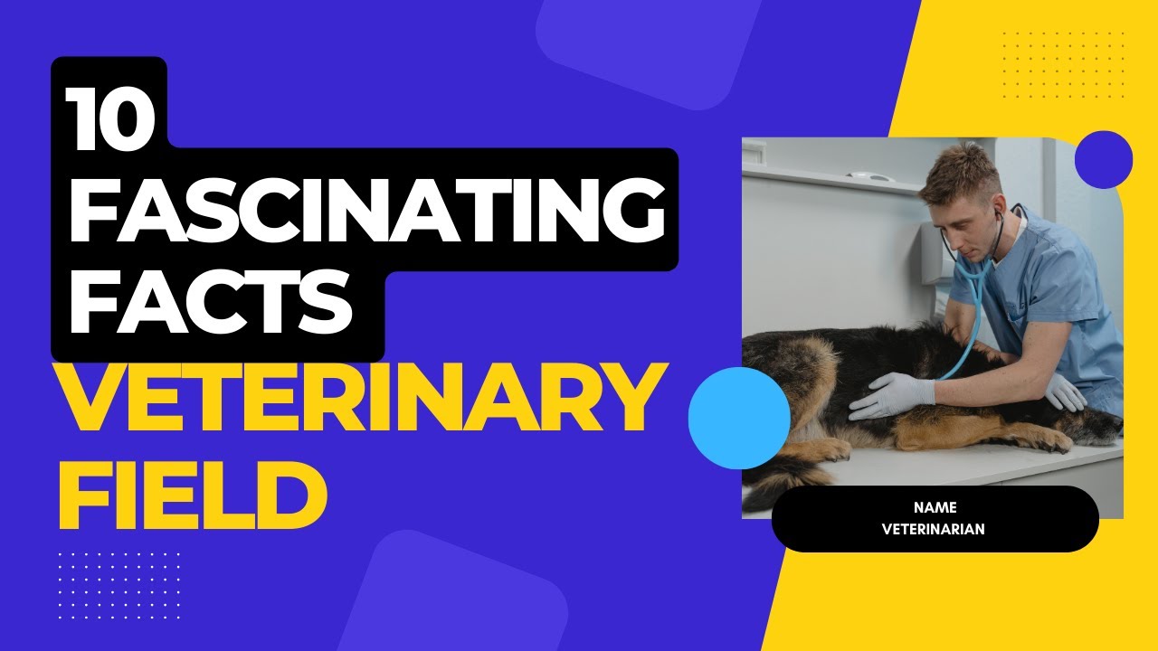 10 Fun Facts Life in the Veterinarian Field YouTube