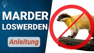 ll▷ Darf man Marder Töten oder vergiften? ▷ Rechtliches✓ Alternativen✓