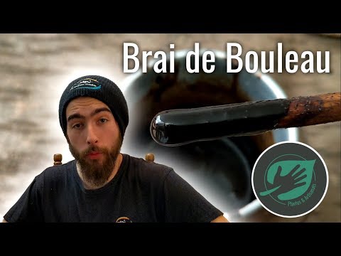 Vidéo: Goudron De Bouleau - Avantages, Recettes Et Applications