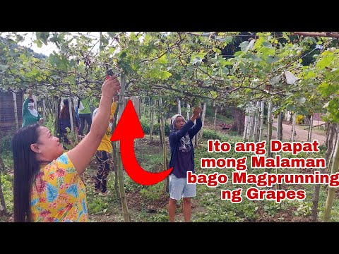 Paano ang Tamang Pag Prunning ng Grapes para Dumami ang Bunga