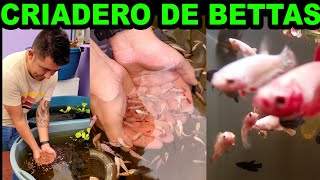 ESTE es EL 'INCREIBLE' Criadero de BETTAS de Daniel  Mario Blogs