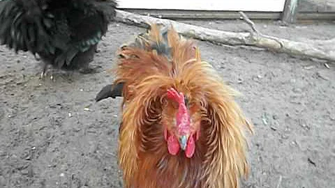 This Rooster is Not Afraid of a Large Woman With a...