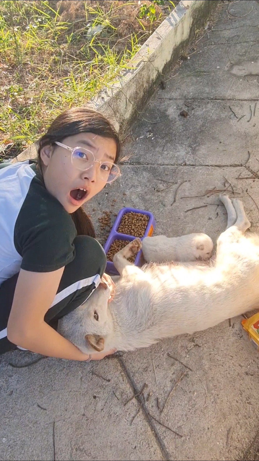 Why Is She Stealing? Poor Puppy‼️ | JJaiPan #Shorts #funnydogs