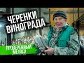 100% СПОСОБ УКОРЕНЕНИЯ ЧЕРЕНКОВ ВИНОГРАДА. СОВЕТ ЭКСПЕРТА