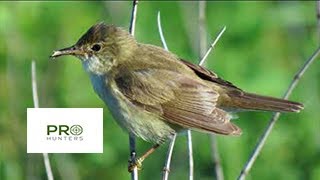 Download Lagu Marsh Warbler Bird Sound, Bird Call for Pro Hunters MP3 Download Lagu Marsh Warbler Bird Sound, Bird Call for Pro Hunters MP3