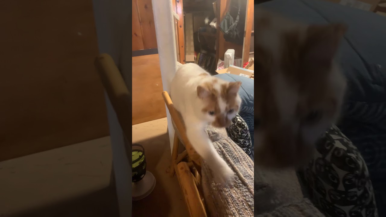 My other dog got sick - YouTube