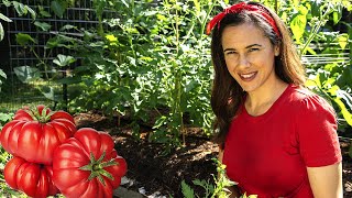 How to grow tomatoes that taste AMAZING | Home Gardening: Ep. 6