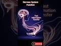 Nervous System Function | Brain, Spinal Cord &amp; Nerves Explained Simply