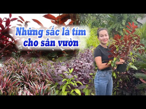 Lá Màu Tím - Tổng Hợp Những Cây Có Sắc Lá Tím Cho Sân Vườn