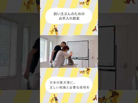 【お手入れ教室】トイプードルの凛ちゃん、ついにお顔カットに挑戦✂️✨