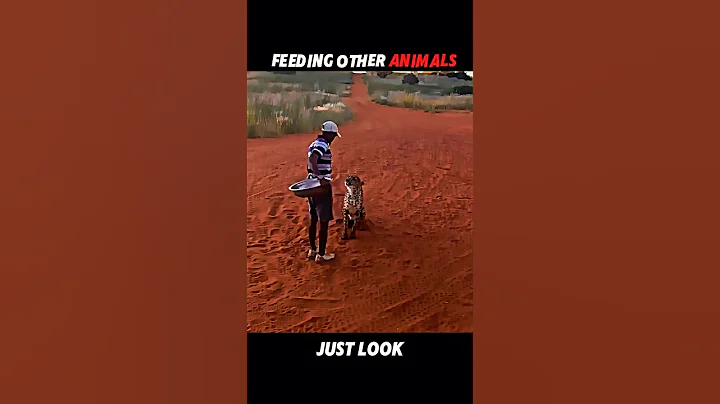 This Is Why the Lion Is King👑 #trending #animals #wildlife #lion #youtubeshorts #viral