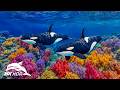 Serene Marine Creatures Beneath the Waves in 8K HDR | Dolby Vision™