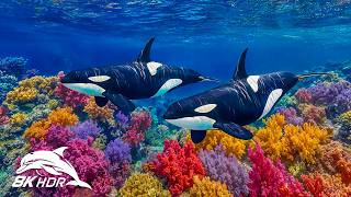 Serene Marine Creatures Beneath the Waves in 8K HDR | Dolby Vision™