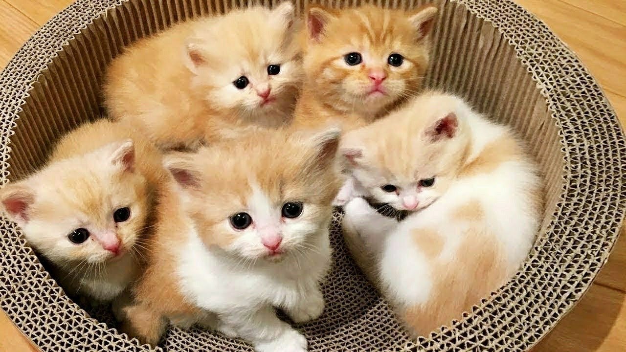 Kitten videos Compilation 2020 - YouTube
