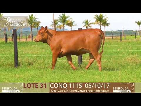 LOTE 31 CONQ 1115