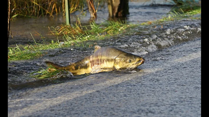 Skokomish River salmon cross the road/Part 1