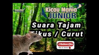 Suara Tajam Tikus / Curut - Kicau Mania Junior