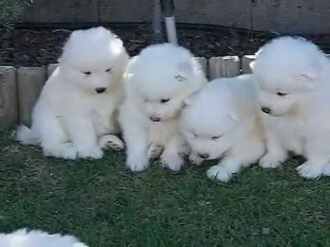 Cachorros de Samoyedo de mes de edad -