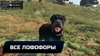 GTA V - ВСЕ ЛОФОФОРЫ