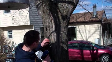 Maple tree tapping