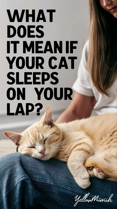what-does-it-mean-when-your-cat-sleeps-on-you-cats-catlover-kitten