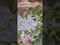 🌼 Phool Par Baitha Bhanwra 🐝 #Shorts