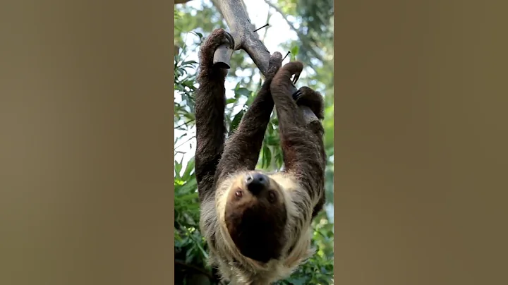 Wild Animals | Sloth : Slow-Moving Mammals of South America