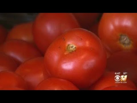 Video: Southern Tomato Gardening: Gojenje paradižnika v Teksasu in okoliških državah