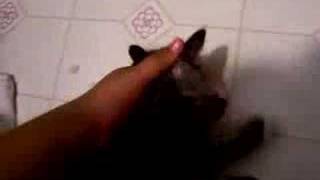 free kittens