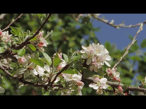 Фолк-группа Лад - «Яблоневый цвет» (Official video, 2023)