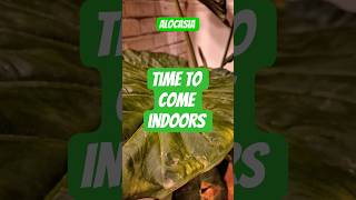 Tropical Plant to come indoors Giant Alocasia overwinter #plants #alocasia #shorts