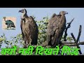 गिद्ध कहाँ गये| Where are the Vultures, کہاں گئے گدھ | Wildlife Preservation| #Giddh