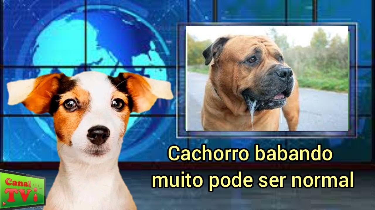 Canal TVi animal, falaremos hoje: cão babando é normal?