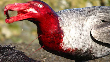 ¿Puede un pájaro levantar a un humano?