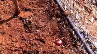 Cipolla - inserimento su terreno. Mesi invernali