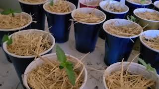 How to successfully germinate cannabis seeds