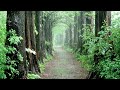A Rainy Forest Trail Fresh Air Rain Sound For Relex Fast Sleep Healing ASMR A Rainy Forest Trail Fresh Air Rain Sound For Relex Fast Sleep Healing ASMR