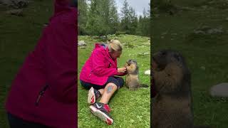 Marmot Eats Carrot From Hiker's Hand || ViralHog