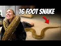 TOP 10 SNAKES IN MY REPTILE ROOM | THE REAL TARZANN