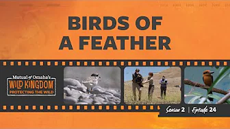Birds of a Feather