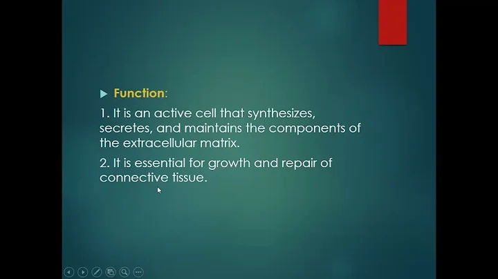 Histology of Connective Tissue (Part I)